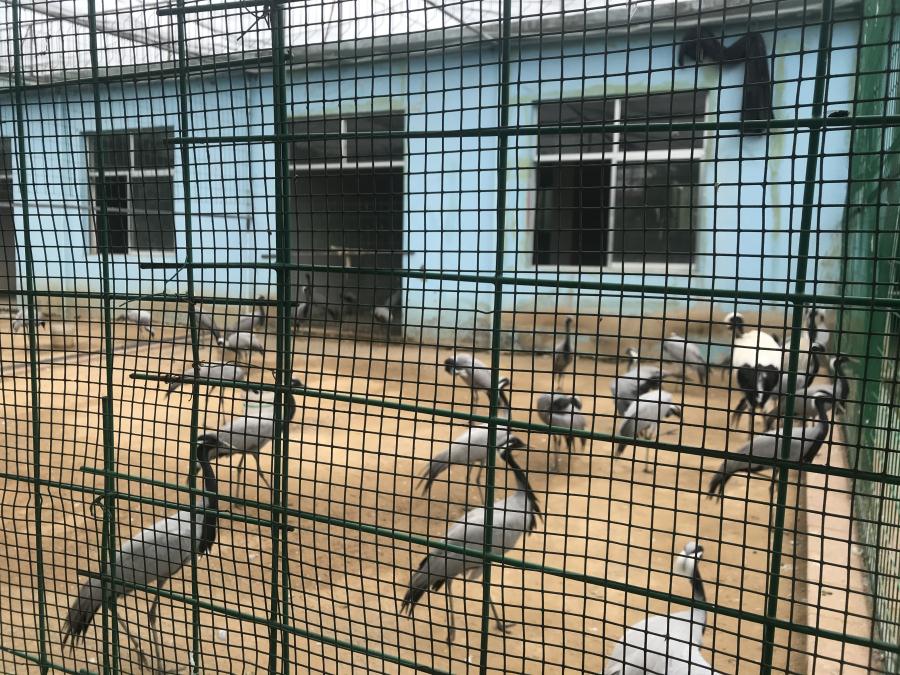 天鵝湖風景區(qū)（泰山）速覽！(圖5)