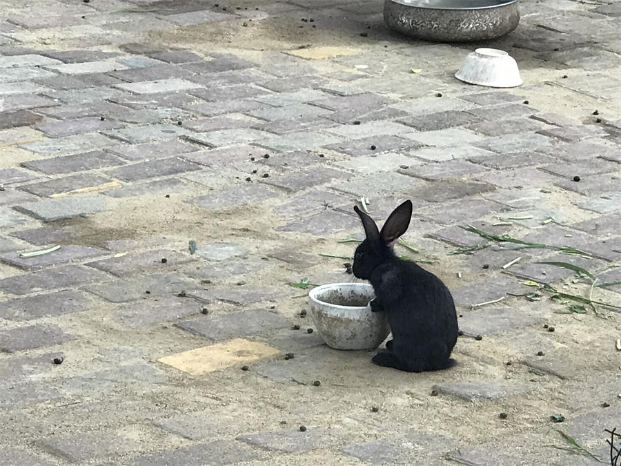 天鵝湖風景區(qū)（泰山）速覽！(圖7)