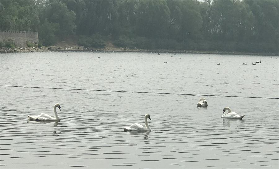 天鵝湖風景區(qū)（泰山）速覽！(圖18)