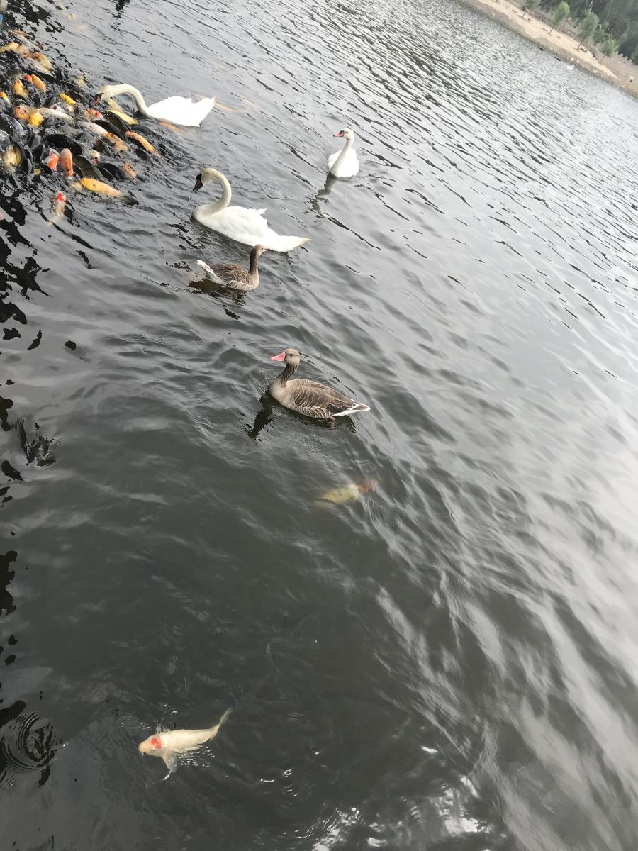 天鵝湖風景區(qū)（泰山）速覽！(圖17)