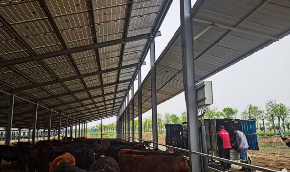 信橋鋼構(gòu)：打卡蒙陰農(nóng)業(yè)溫室大棚、青州黑牛養(yǎng)殖基地！(圖4)