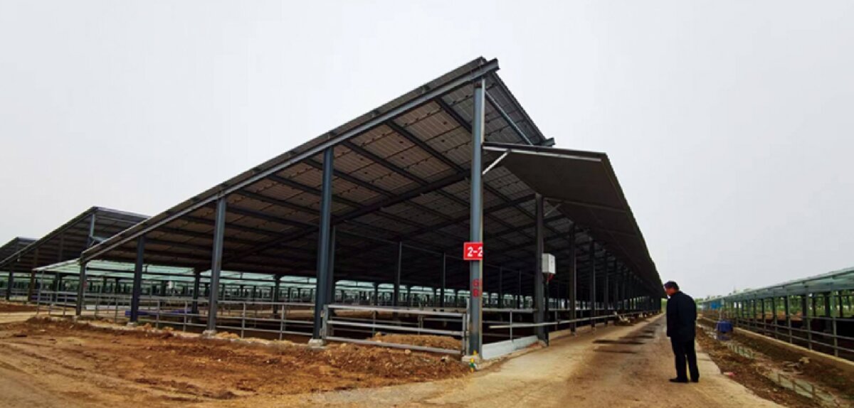 信橋鋼構(gòu)：打卡蒙陰農(nóng)業(yè)溫室大棚、青州黑牛養(yǎng)殖基地！(圖5)